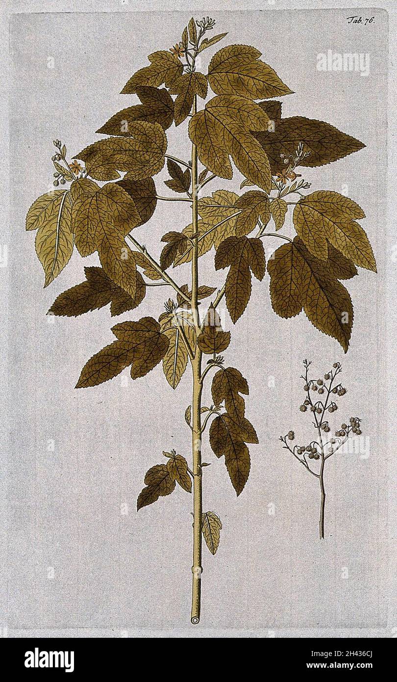 Triumfetta semitrilobata Jacq.: flowering and fruiting stem with separate fruiting stem. Coloured engraving after F. von Scheidl, 1776. Stock Photo