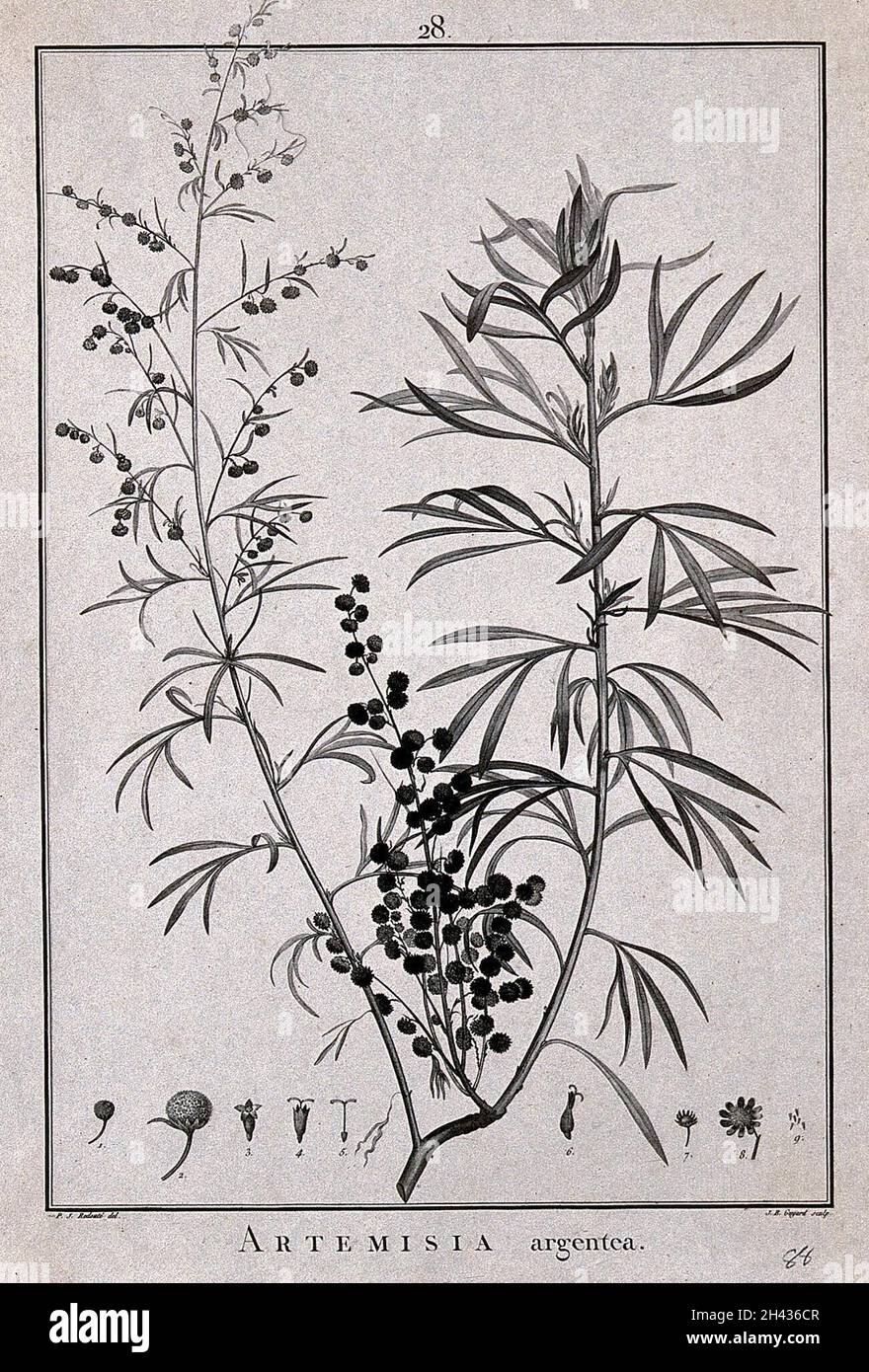 Artemisia argentea: flowering and fruiting stem and floral segments. Line engraving by J. B. Guyard, c. 1788, after P. J. Redouté. Stock Photo