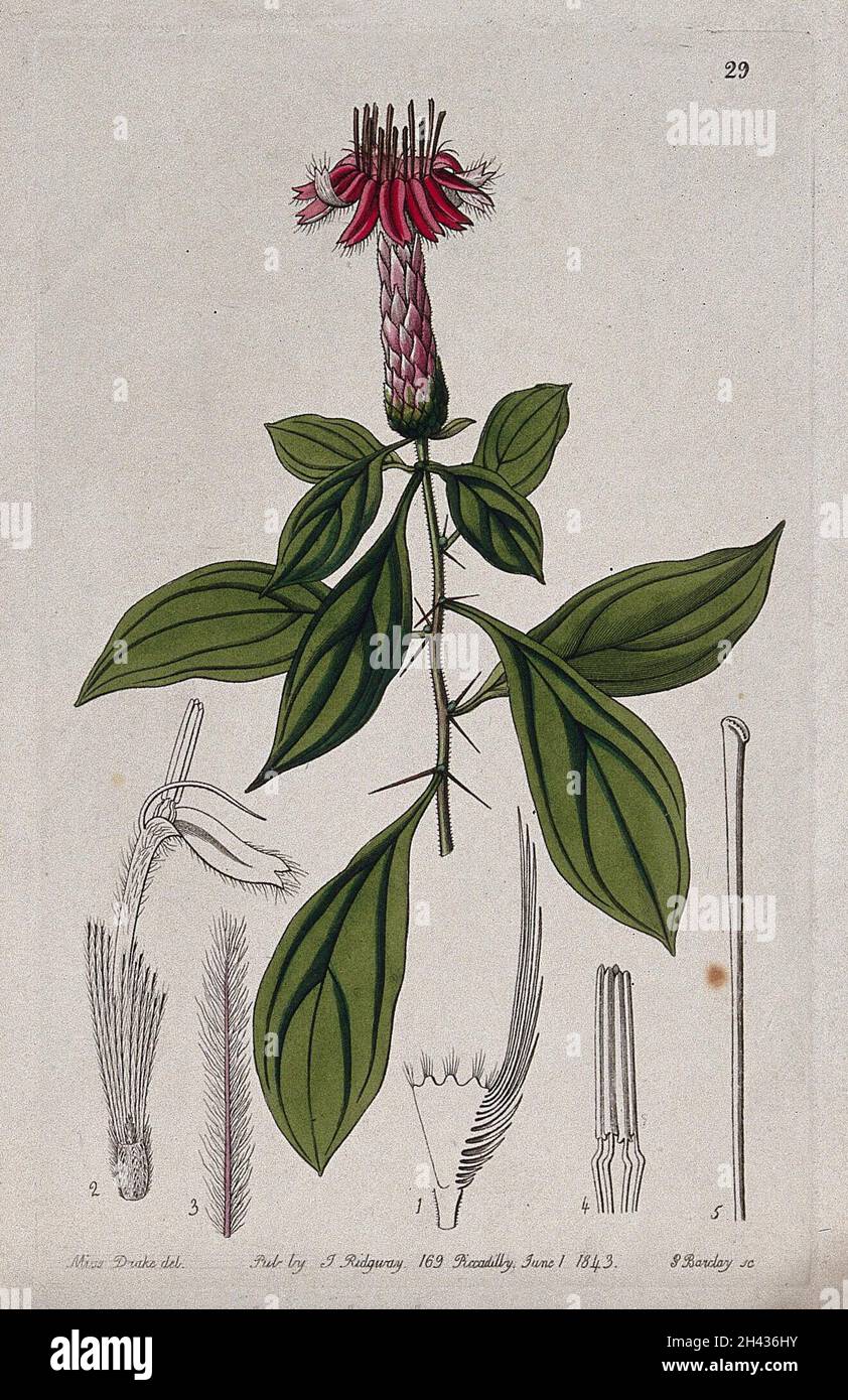 A tropical plant (Barnadesia rosea): flowering stem and floral segments. Coloured engraving by G. Barclay, c. 1843, after S. Drake. Stock Photo