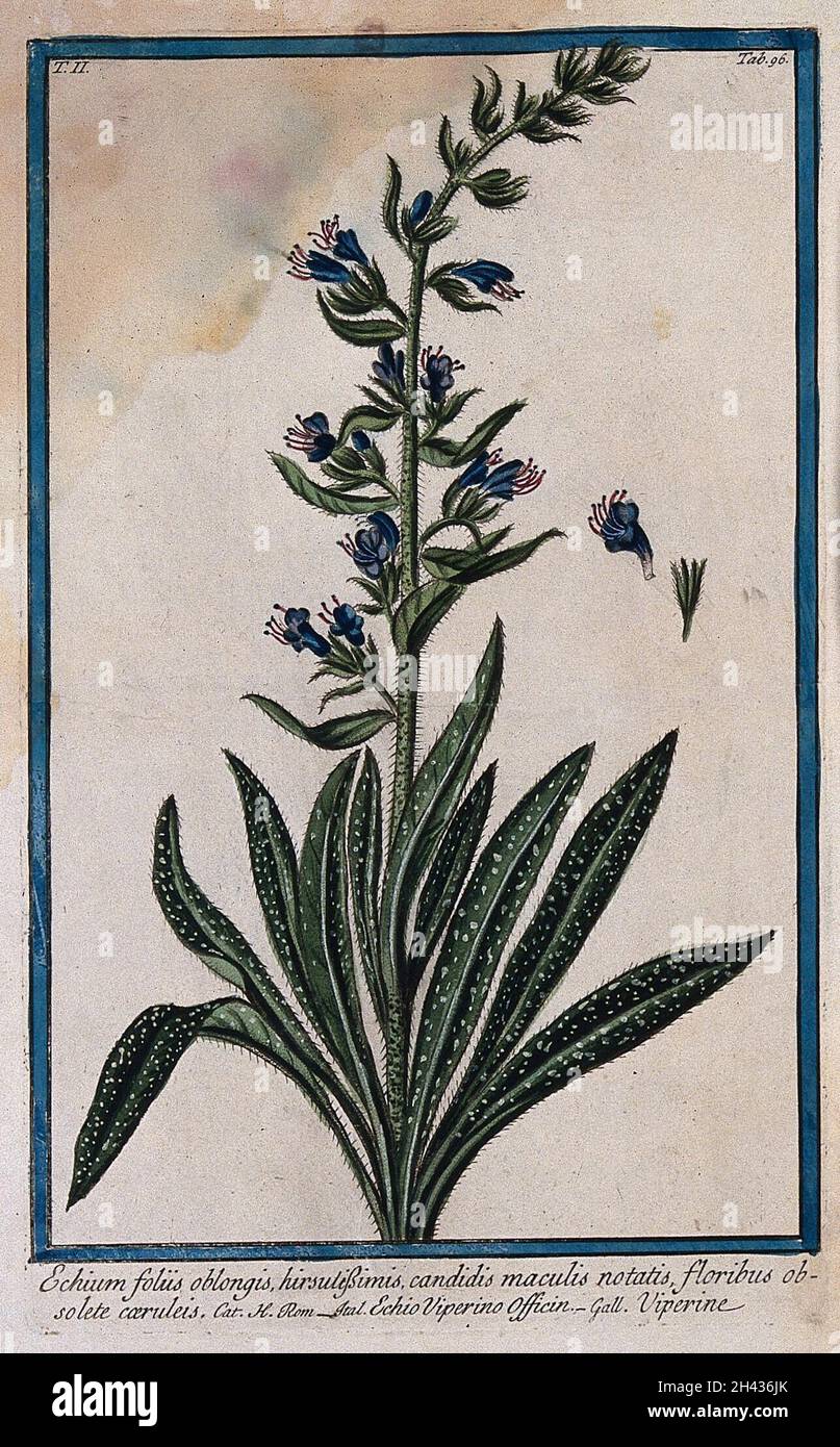 Bugloss (Echium lycopsis L.): flowering stem with separate floral sections. Coloured etching by M. Bouchard, 1774. Stock Photo