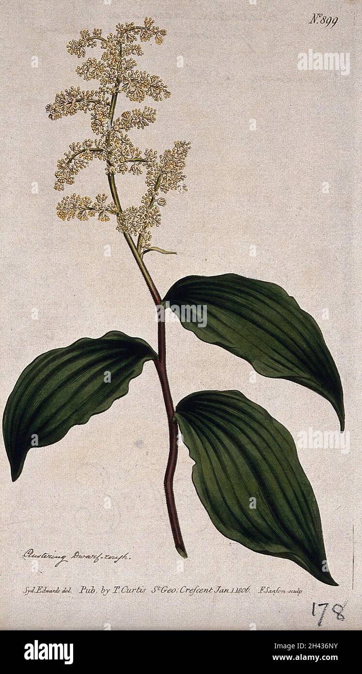 Wild spikenard (Smilacina racemosa): flowering stem. Coloured engraving by F. Sansom, c. 1806, after S. Edwards. Stock Photo