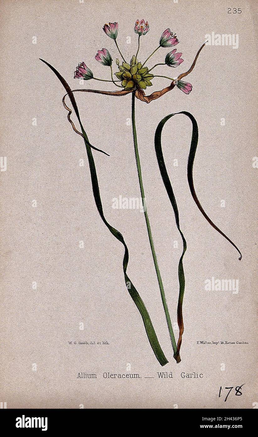 Field garlic (Allium oleraceum): flowering stem and leaves. Coloured lithograph by W. G. Smith, c. 1863, after himself. Stock Photo