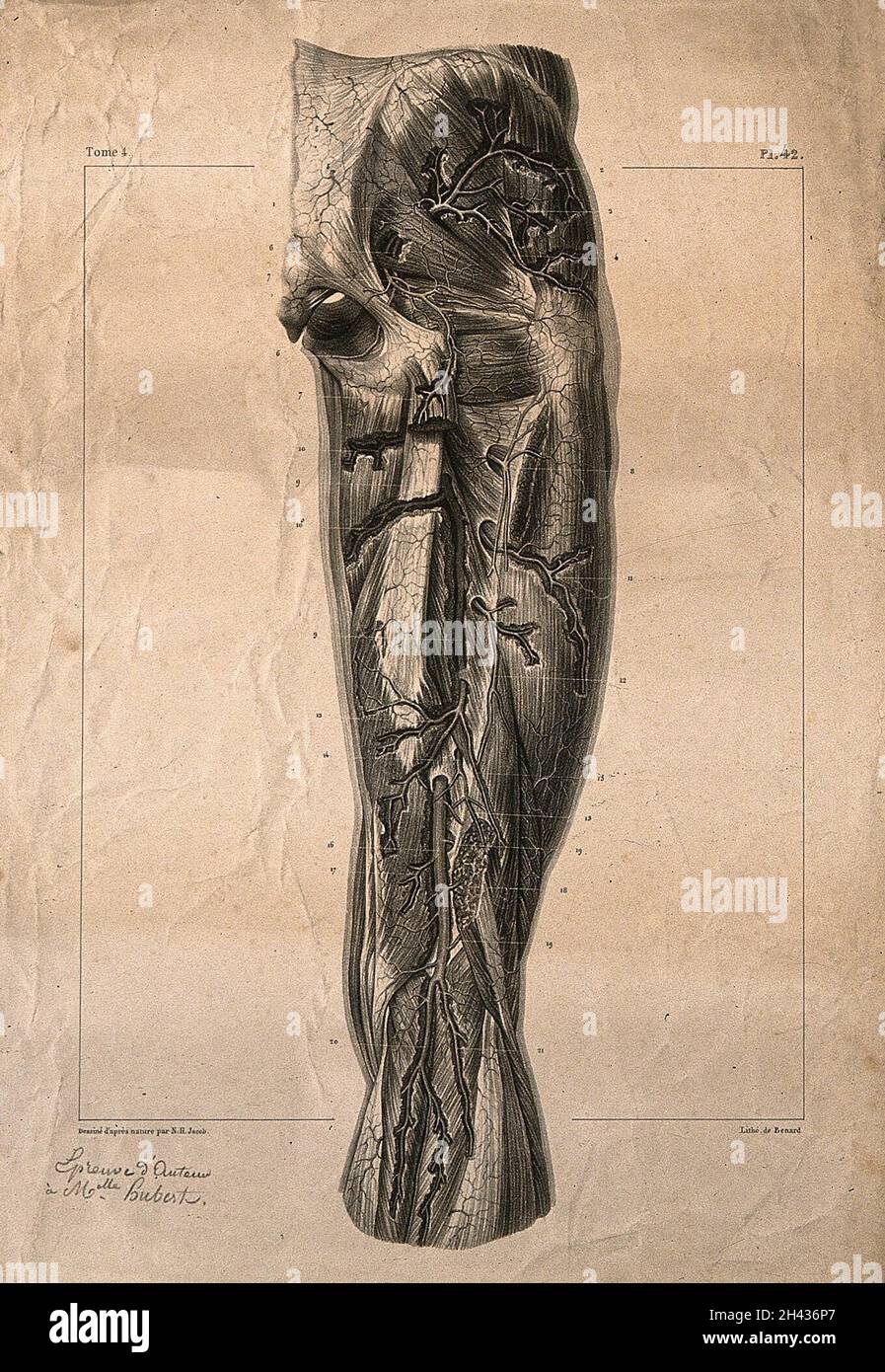 Arteries of the thigh. Lithograph by N.H Jacob, 1831/1854. Stock Photo