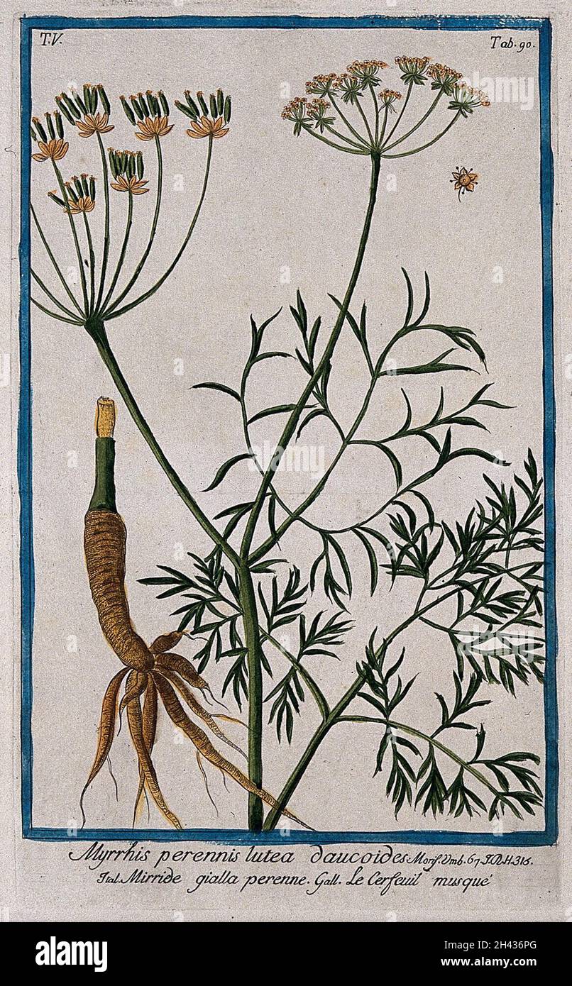 Sweet cicely (Myrrhis odorata (L.) Scop.): flowering and fruiting stem with separate rootstock and flower. Coloured etching by M. Bouchard, 1778. Stock Photo