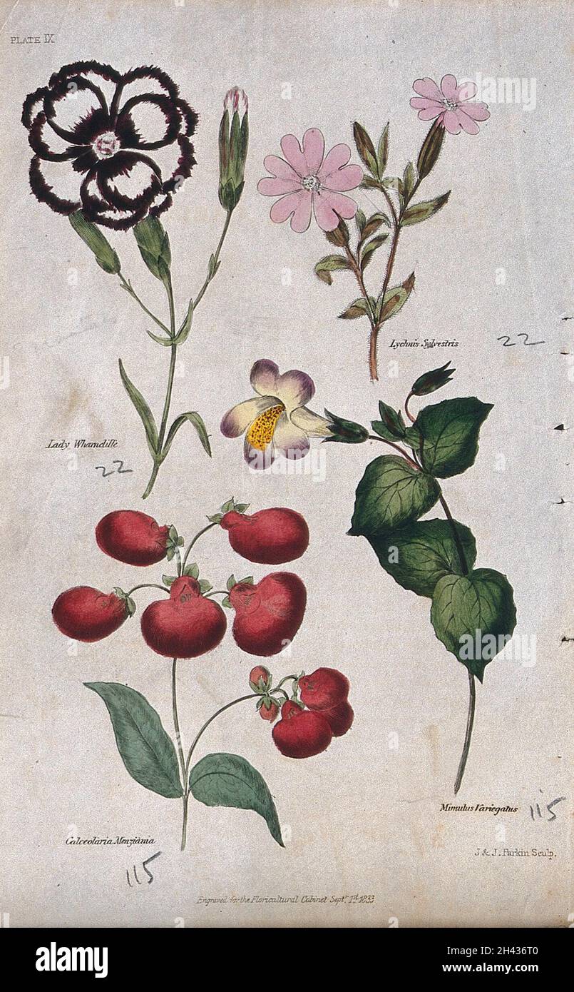 Four flowering plants: a pink (Dianthus), a campion (Lychnis), a slipper flower (Calceolaria) and a monkey flower (Mimulus). Coloured engraving by J. & J. Parkin, 1833. Stock Photo