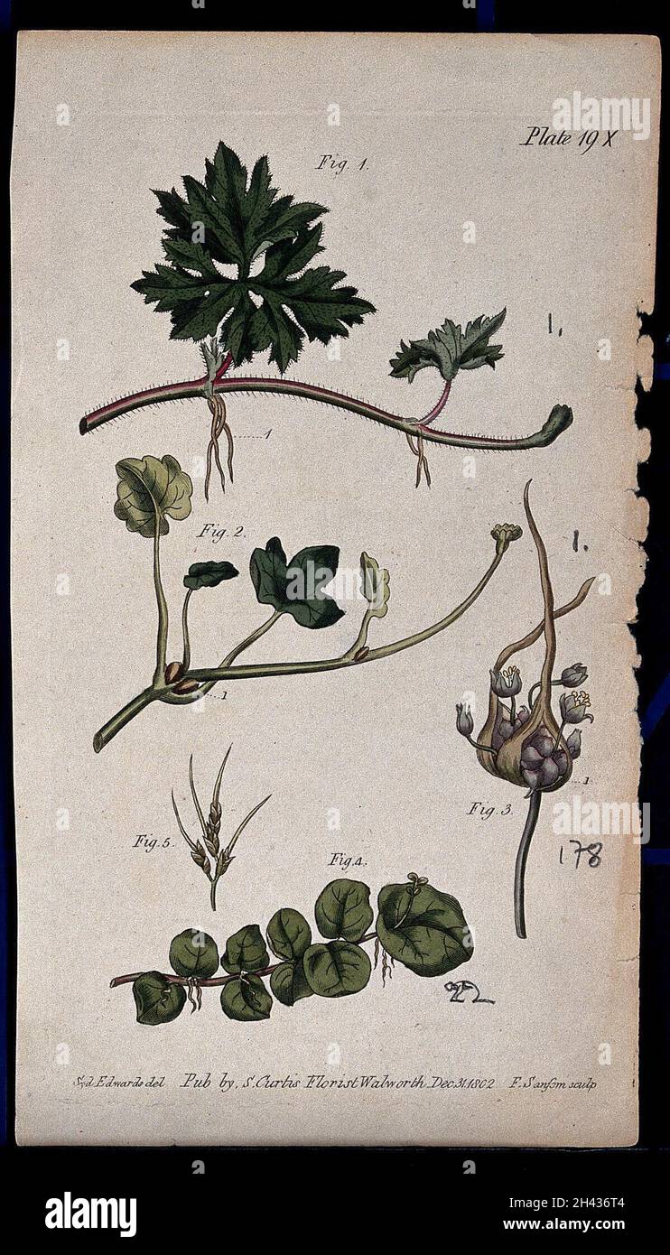 Five examples of different plant stems: a crow-foot, pilewort, onion, cuckoo flower and sheep's fescue plant. Coloured etching by F. Sansom, c. 1802, after S. Edwards. Stock Photo