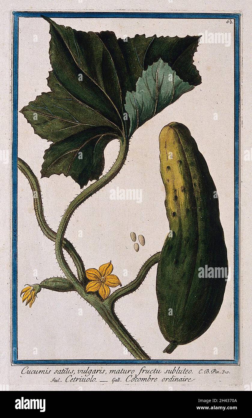 Cucumber (Cucumis sativus L.): flowering stem with separate fruit and ...