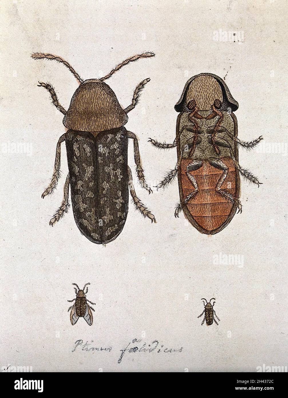 A beetle (Ptinus foetidicus)?: dorsal and ventral aspect. Coloured etching. Stock Photo