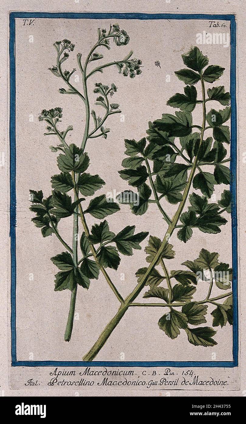 Athamanta macedonia: flowering stem with separate leaf and flower. Coloured etching by M. Bouchard, 1778. Stock Photo