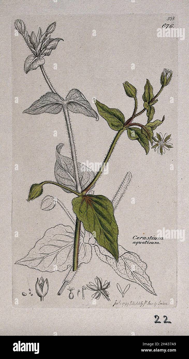 Water chickweed (Myosoton aquaticum): flowering stem and floral segments. Coloured engraving after J. Sowerby, 1799. Stock Photo