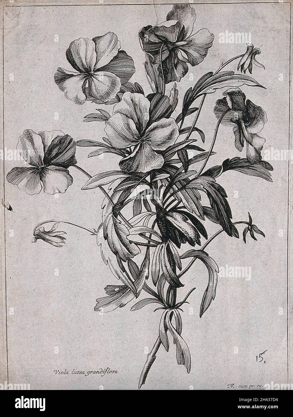 A violet (Viola lutea): flowering stem. Etching by N. Robert, c. 1660, after himself. Stock Photo