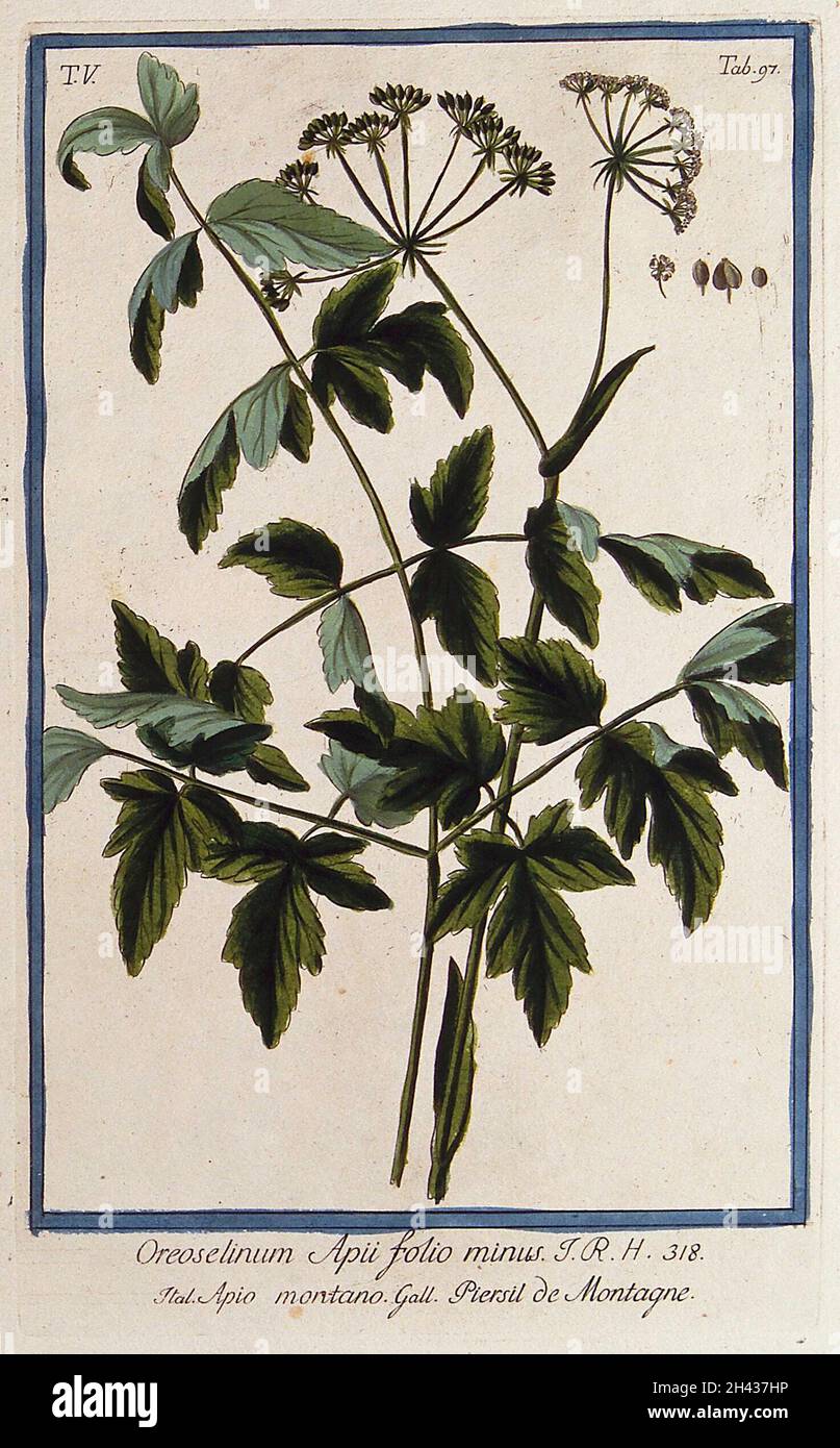 Peucedanum oreoselinum (L.) Munch.: flowering and fruiting stem with separate leaf, flower, fruit and seed. Coloured etching by M. Bouchard, 1778. Stock Photo