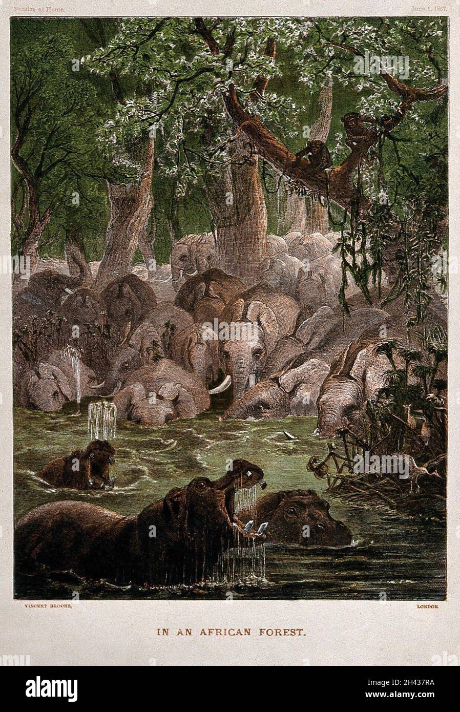 Hippopotamuses with elephants in African jungle, representing the Behemoth of the Old Testament. Colour wood engraving attributed to Edmund Evans, 1867. Stock Photo
