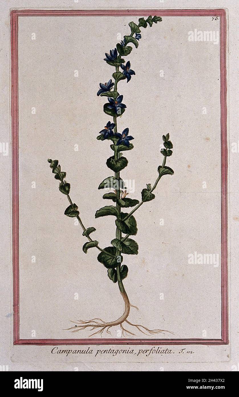 A bellflower (Campanula species): entire flowering plant. Coloured etching by M. Bouchard, 1772. Stock Photo