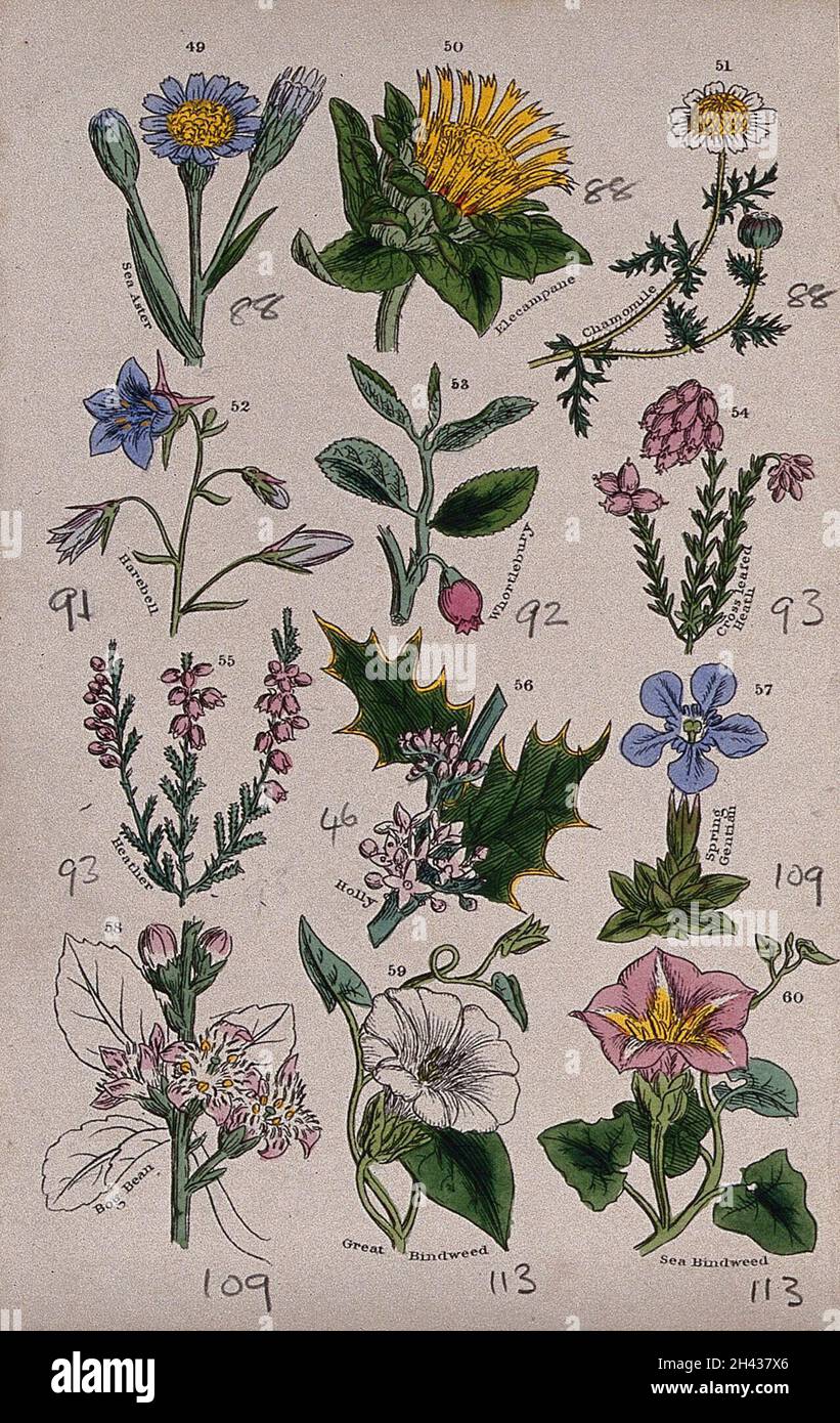 Twelve British wild flowers with their common names. Coloured engraving