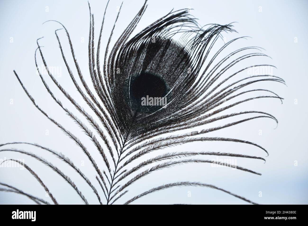 Black and white peacock feather isolated on white background Stock Photo
