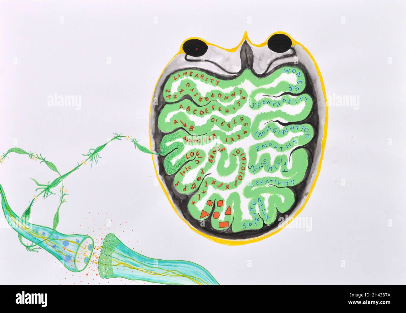 Left and right brain functions, artwork Stock Photo - Alamy