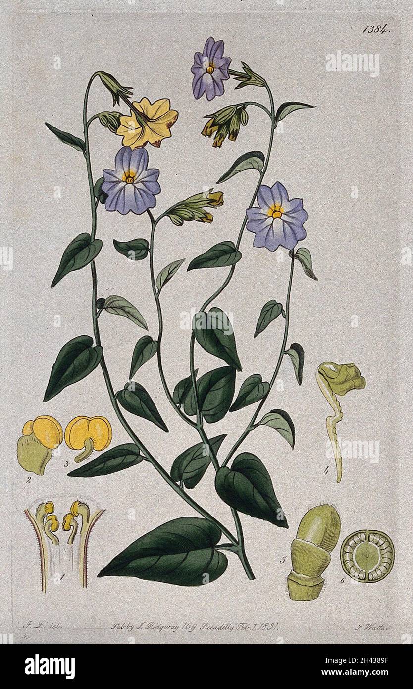 A plant (Browallia cordata): flowering stem and floral segments. Coloured engraving by S. Watts, c. 1831, after J. Lindley. Stock Photo