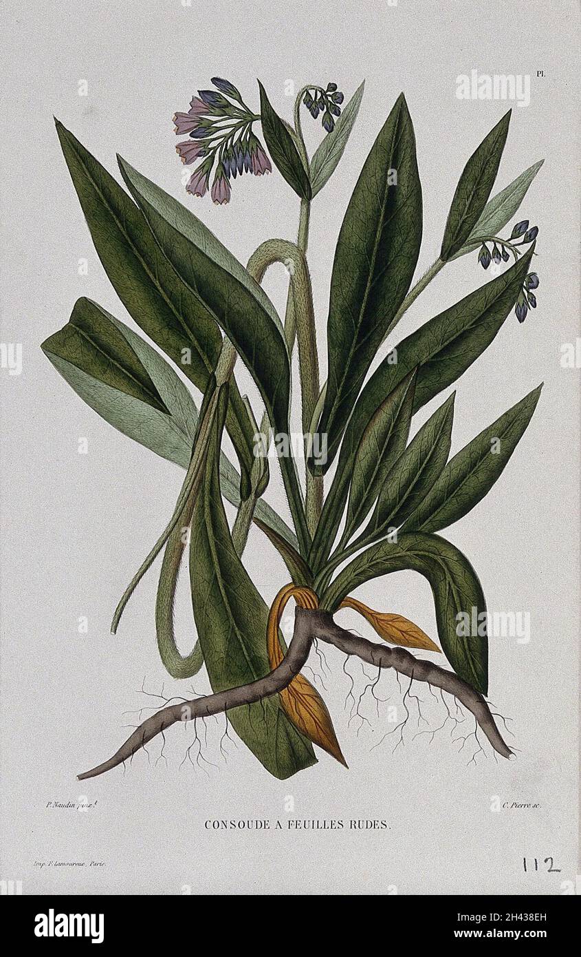 Comfrey (Symphytum asperrimum): entire flowering plant. Coloured etching by C. Pierre, c. 1865, after P. Naudin. Stock Photo