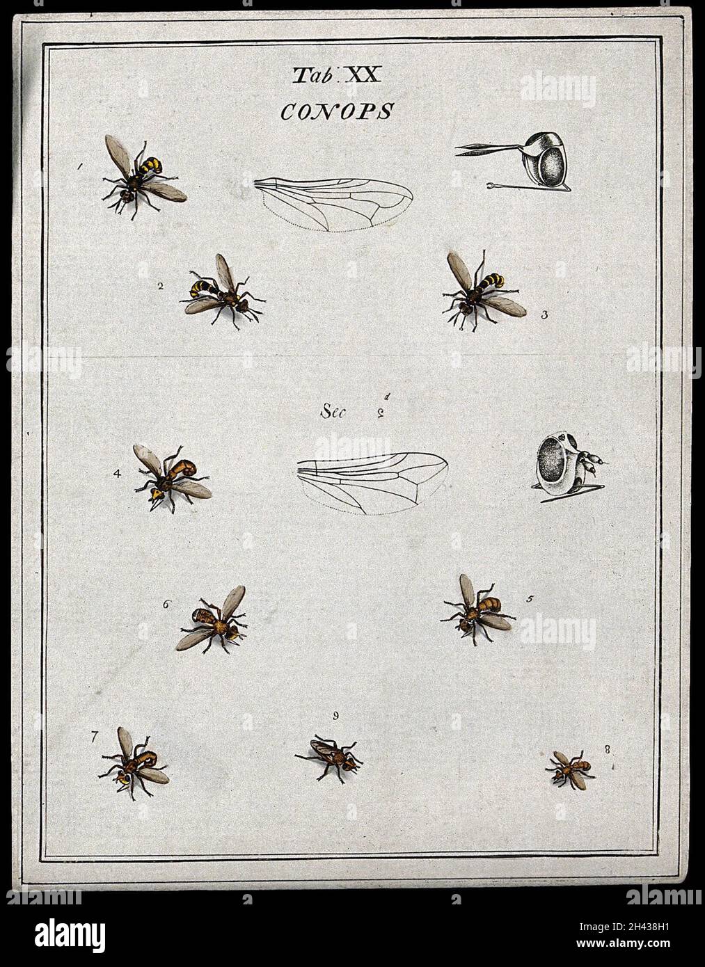 Eight flies (Conopidae species). Coloured etching by M. Harris, ca. 1766. Stock Photo