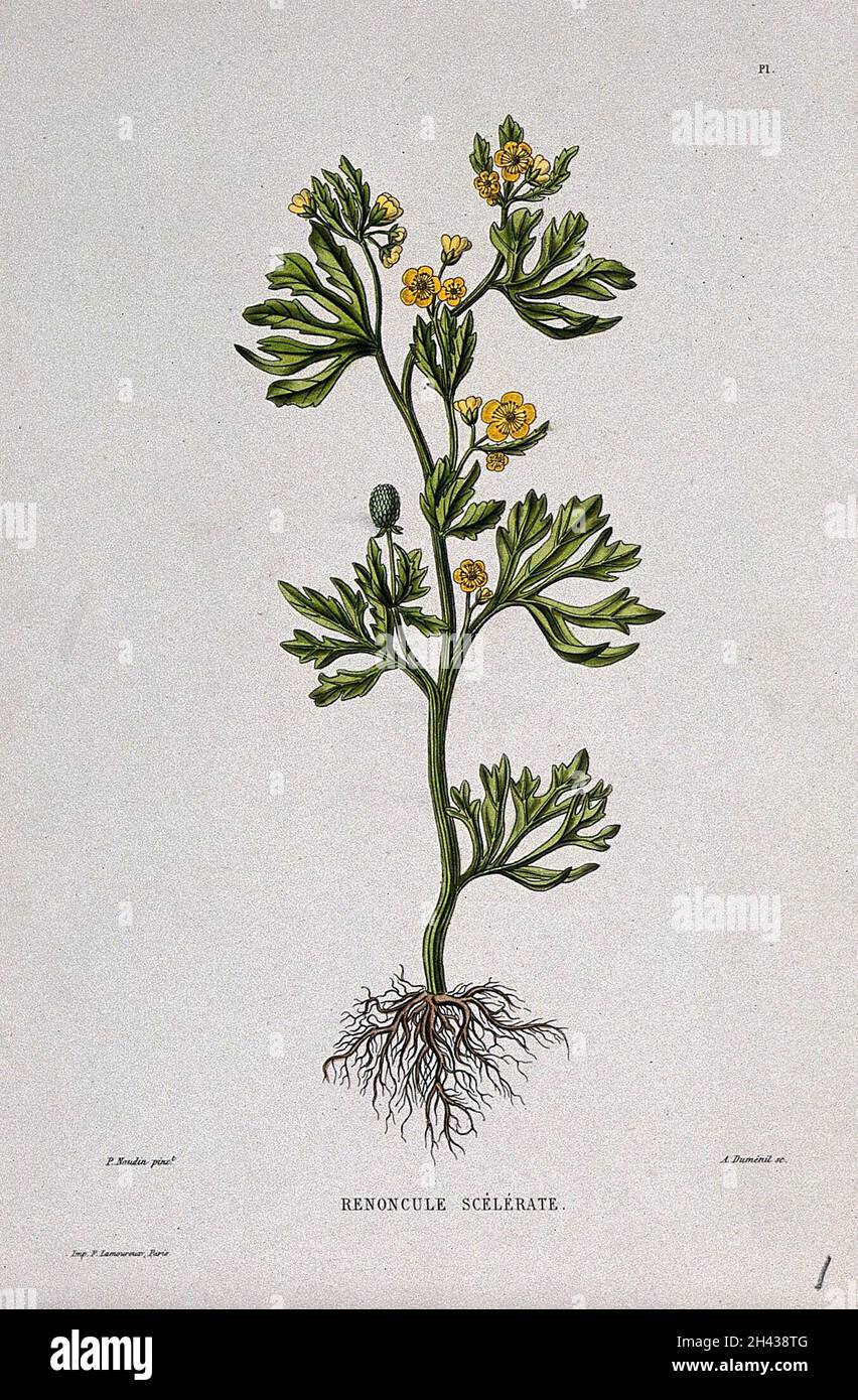 A type of buttercup (Ranunculus sceleratus): entire flowering plant. Coloured etching by A. Duménil, c. 1865, after P. Naudin. Stock Photo