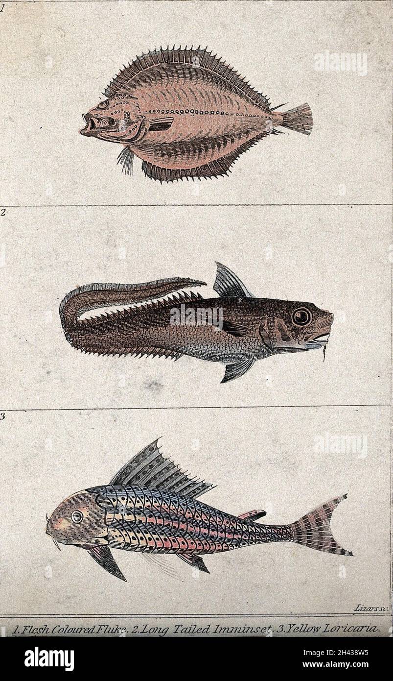 Above, a flesh coloured fluke; middle, a long tailed imminset; below, a yellow loricaria. Coloured engraving by W. H. Lizars. Stock Photo