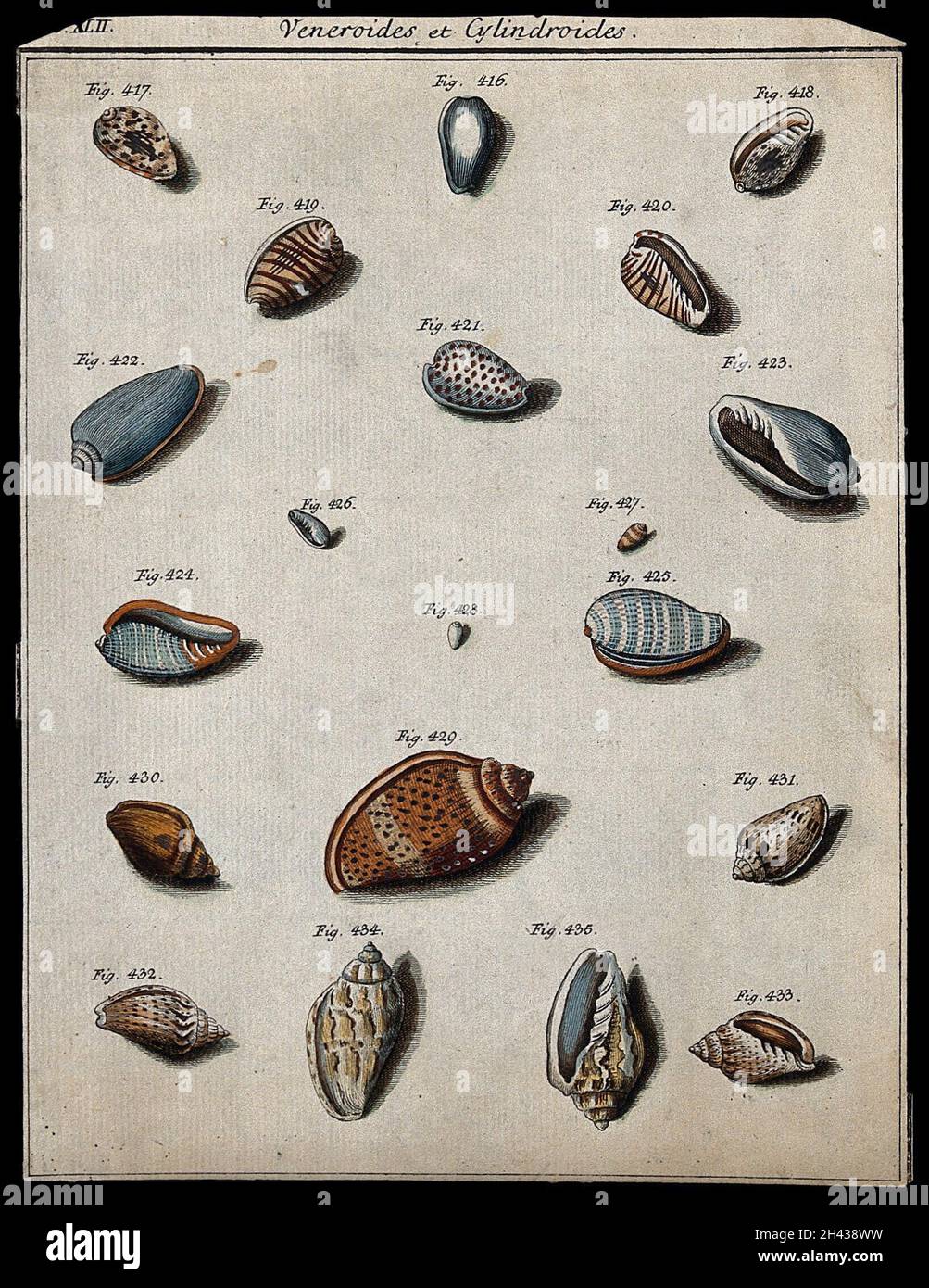 A variety of shells. Coloured etching Stock Photo - Alamy