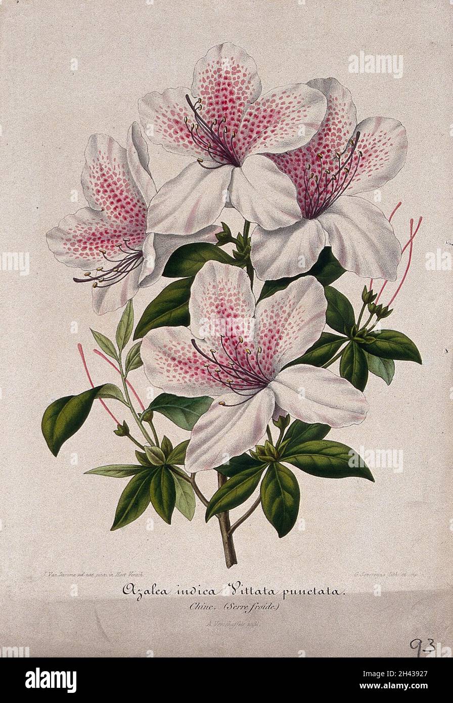 An Indian azalea (Rhododendron cultivar): flowering stem. Chromolithograph by G. Severeyns, c. 1854, after J. Vandamme. Stock Photo