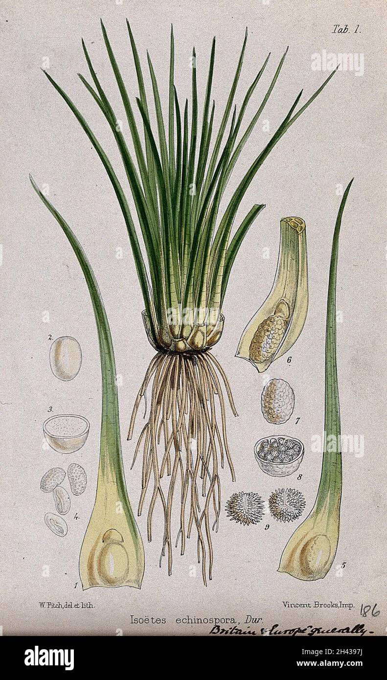 Quillwort (Isoetes echinospora): entire plant with spores and floral segments. Coloured lithograph by W. Fitch, c. 1863, after himself. Stock Photo