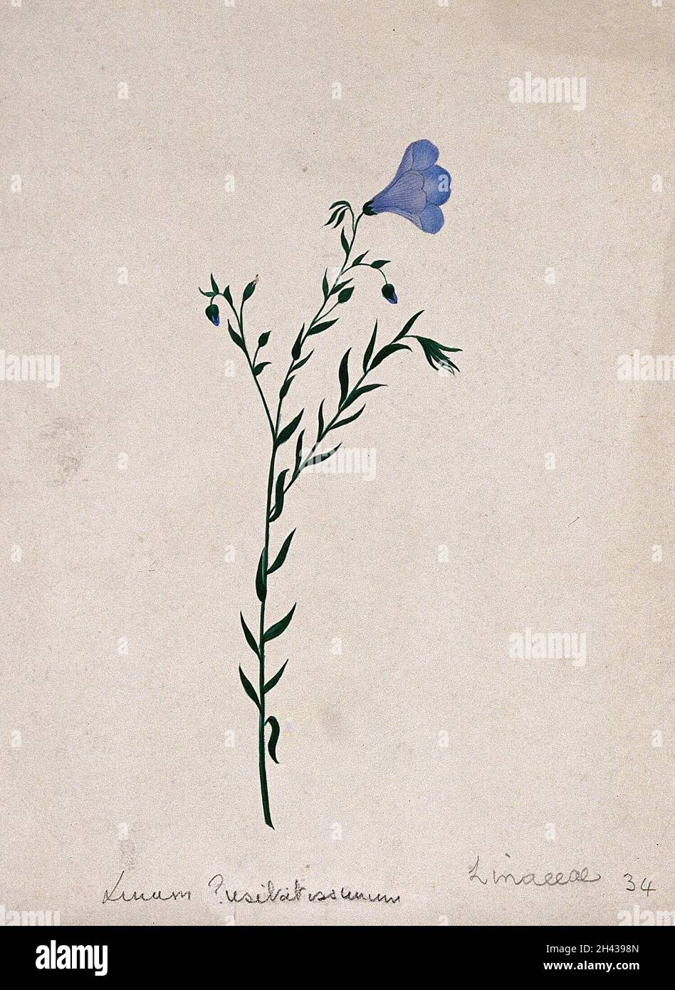 Flax plant (Linum species): flowering stem. Watercolour. Stock Photo