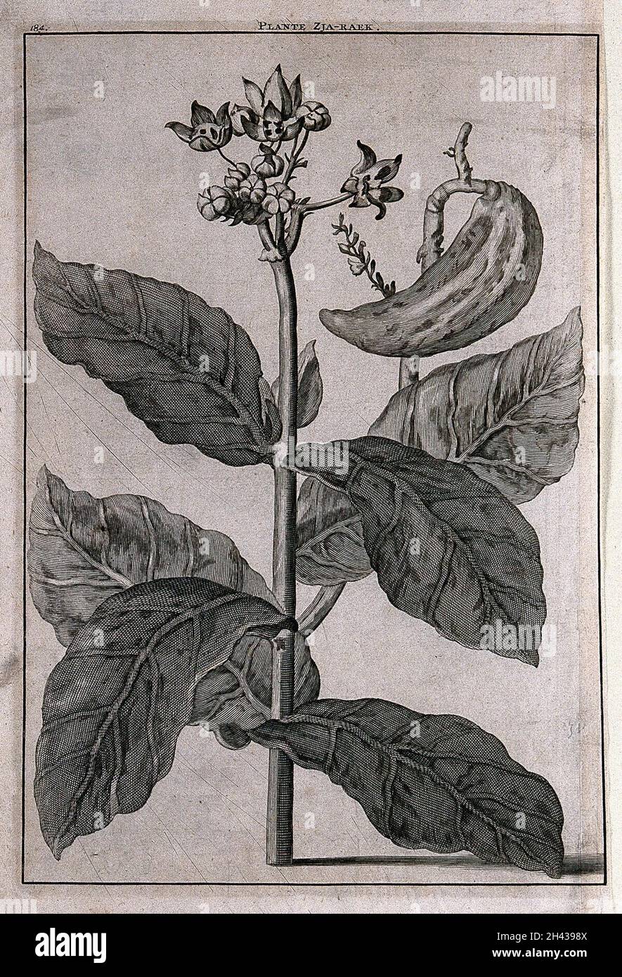 Madar plant (Calotropis gigantea (L.) R.Br.): flowering and fruiting stem. Line engraving after C. de Bruin, 1705. Stock Photo