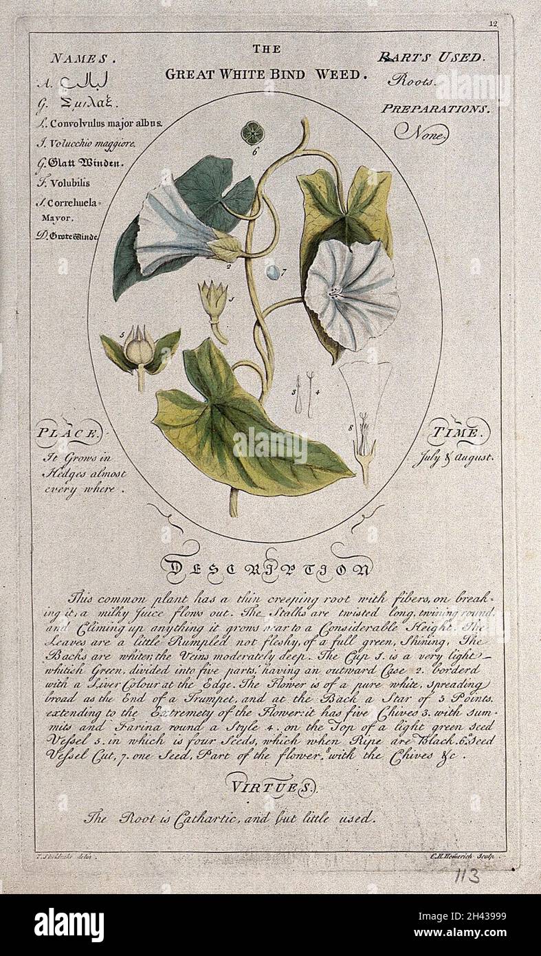 Morning glory (Ipomoea purpurea (L.) Roth.): flowering stem with separate floral segments and a description of the plant and its medicinal uses. Coloured line engraving by C.H.Hemerich, c.1759, after T.Sheldrake. Stock Photo
