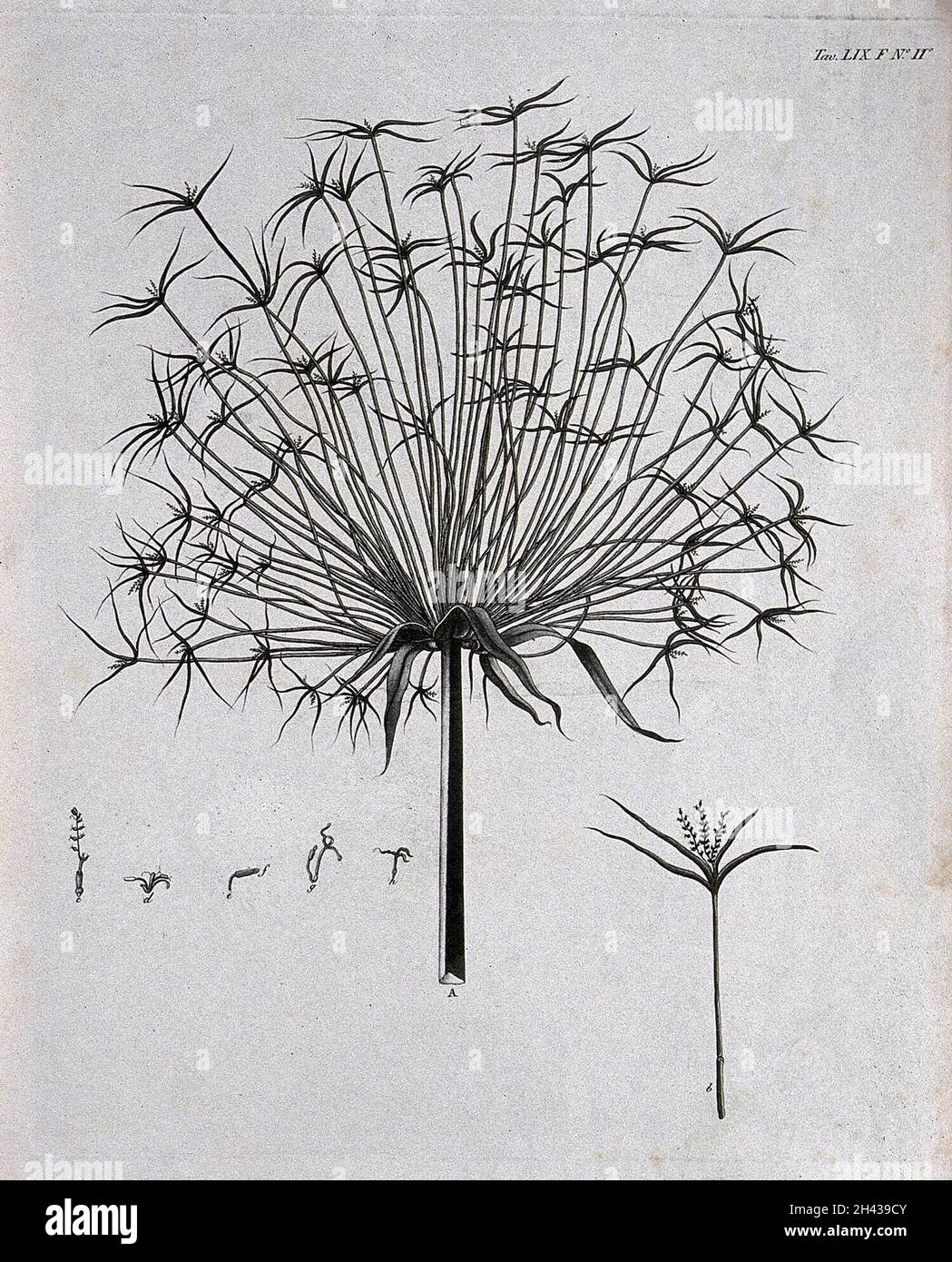 A plant (Cyperus species): inflorescence with separate floral segments. Aquatint. Stock Photo