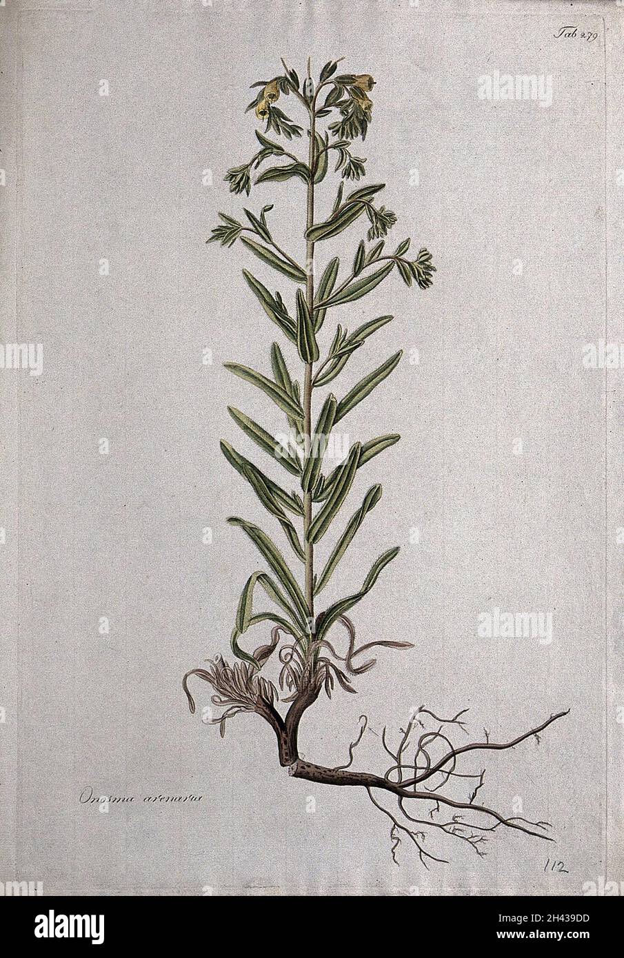Onosma arenaria: entire flowering plant and seed. Coloured etching after J. Schütz, c.1802. Stock Photo