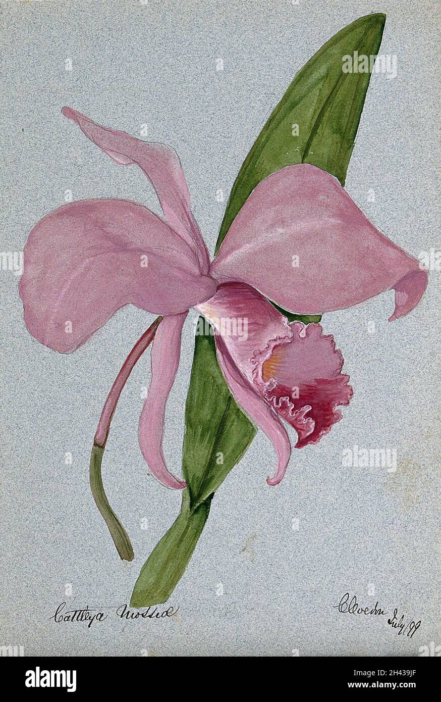 An orchid (Cattleya mossiae): flower and leaf. Watercolour, 1899. Stock Photo