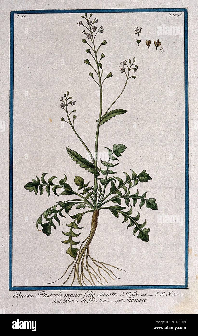 Shepherd's purse (Capsella bursa-pastoris Medikus): entire flowering and fruiting plant with separate segments of flower and fruit. Coloured etching by M. Bouchard, 177-. Stock Photo