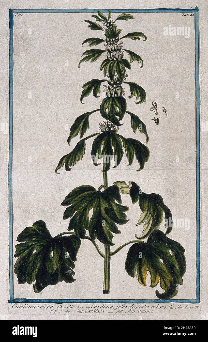 Motherwort (Leonurus cardiaca L.): flowering stem with separate floral segments. Coloured etching by M. Bouchard, 1775. Stock Photo