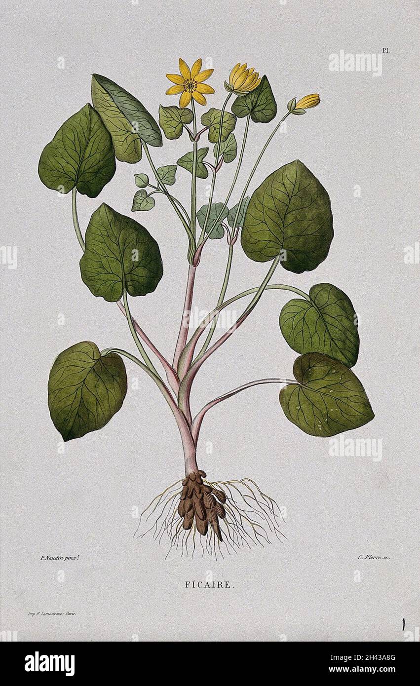 Celandine (Ranunculus ficaria): entire flowering plant. Coloured etching by C. Pierre, c. 1865, after P. Naudin. Stock Photo