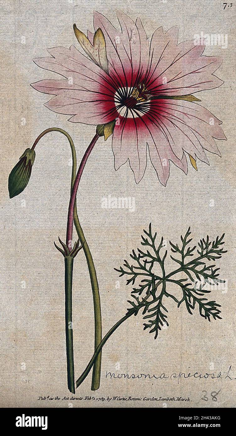 A plant (Monsonia speciosa): flowering stem and leaf Coloured engraving, c. 1789. Stock Photo