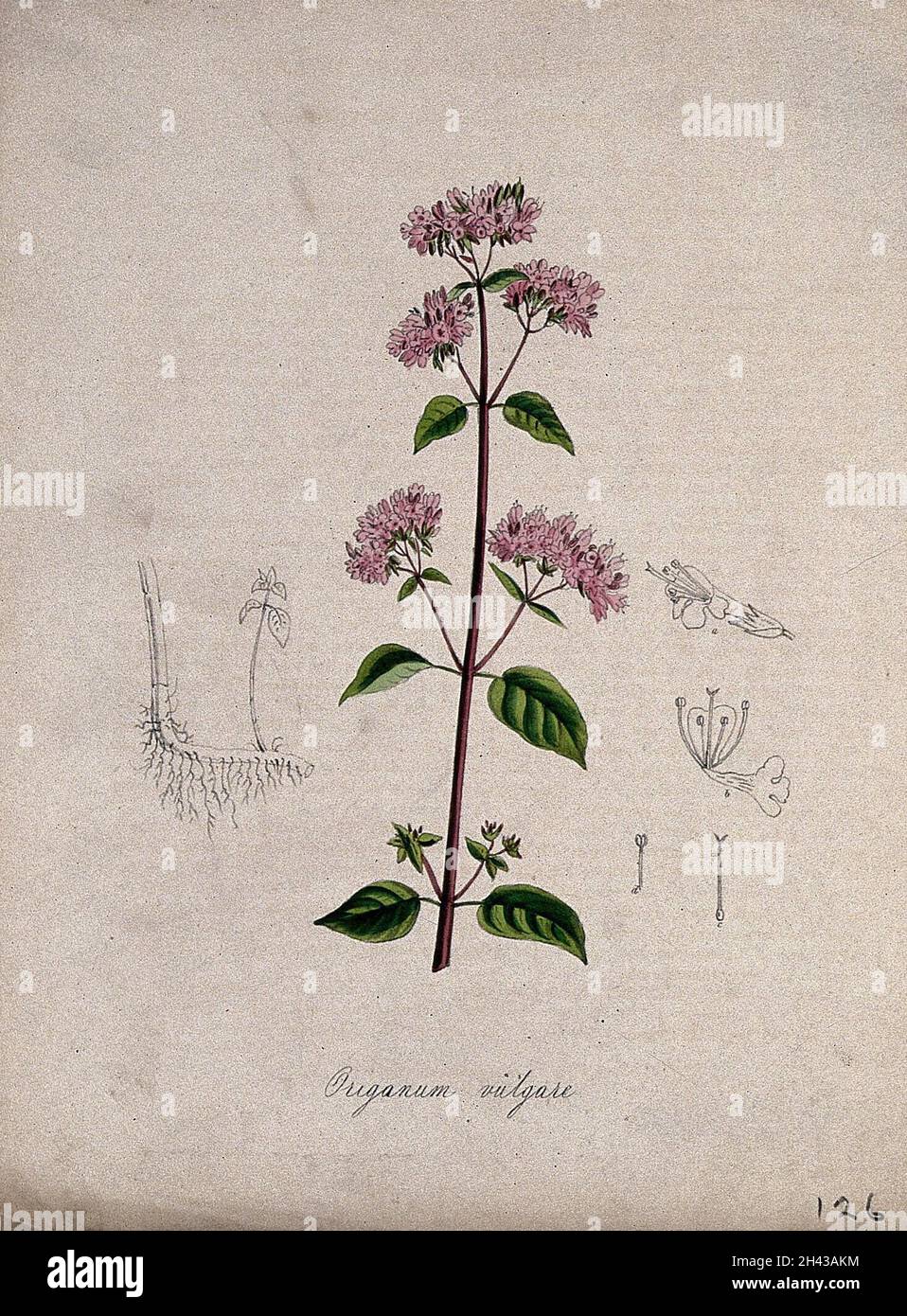 Marjoram (Origanum vulgare): flowering stem, rootstock and floral segments. Coloured lithograph after M. A. Burnett, c. 1847. Stock Photo