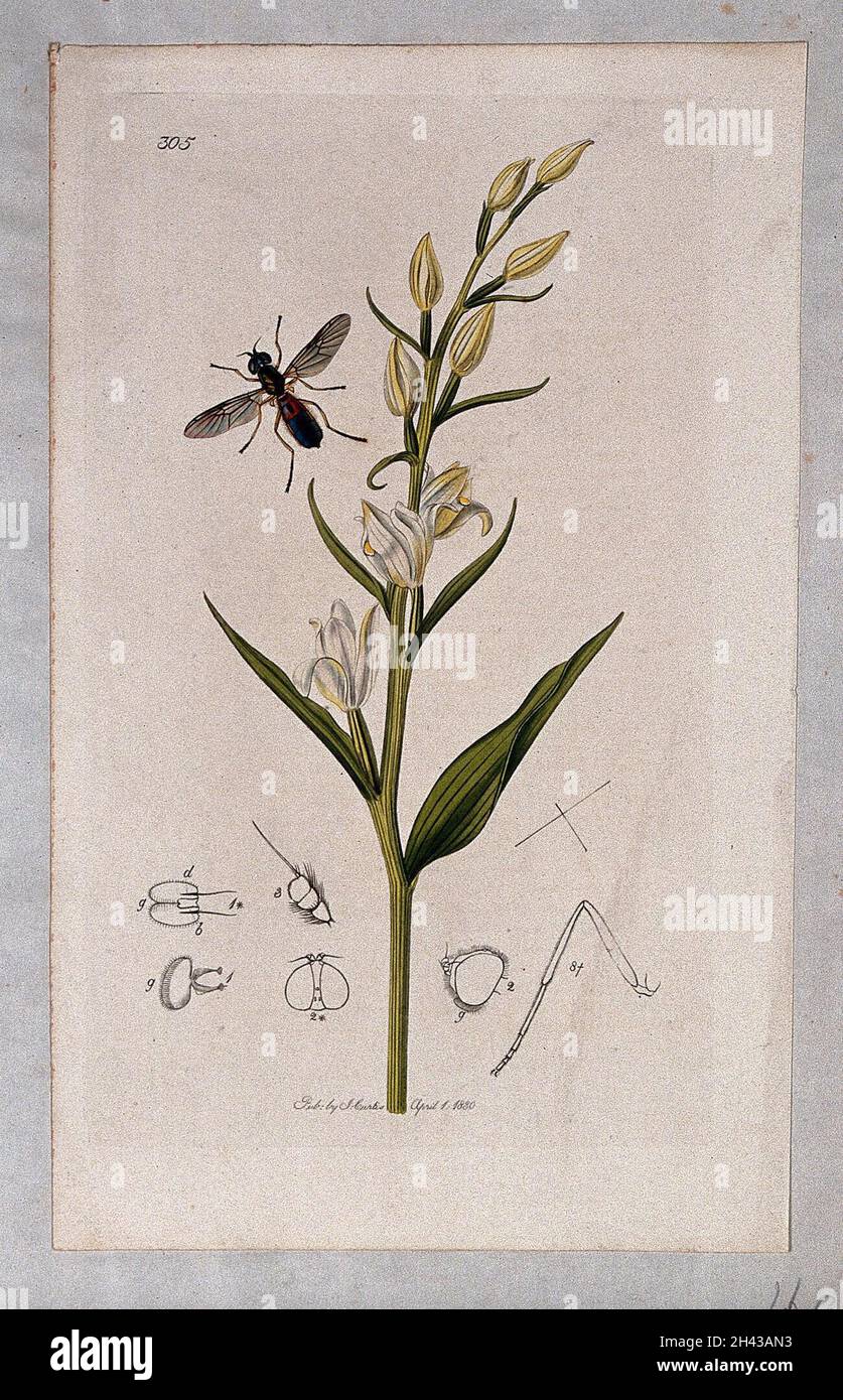 A helleborine plant (Epipactis grandiflora) with an associated insect and its abdominal segments. Coloured etching, c. 1830. Stock Photo