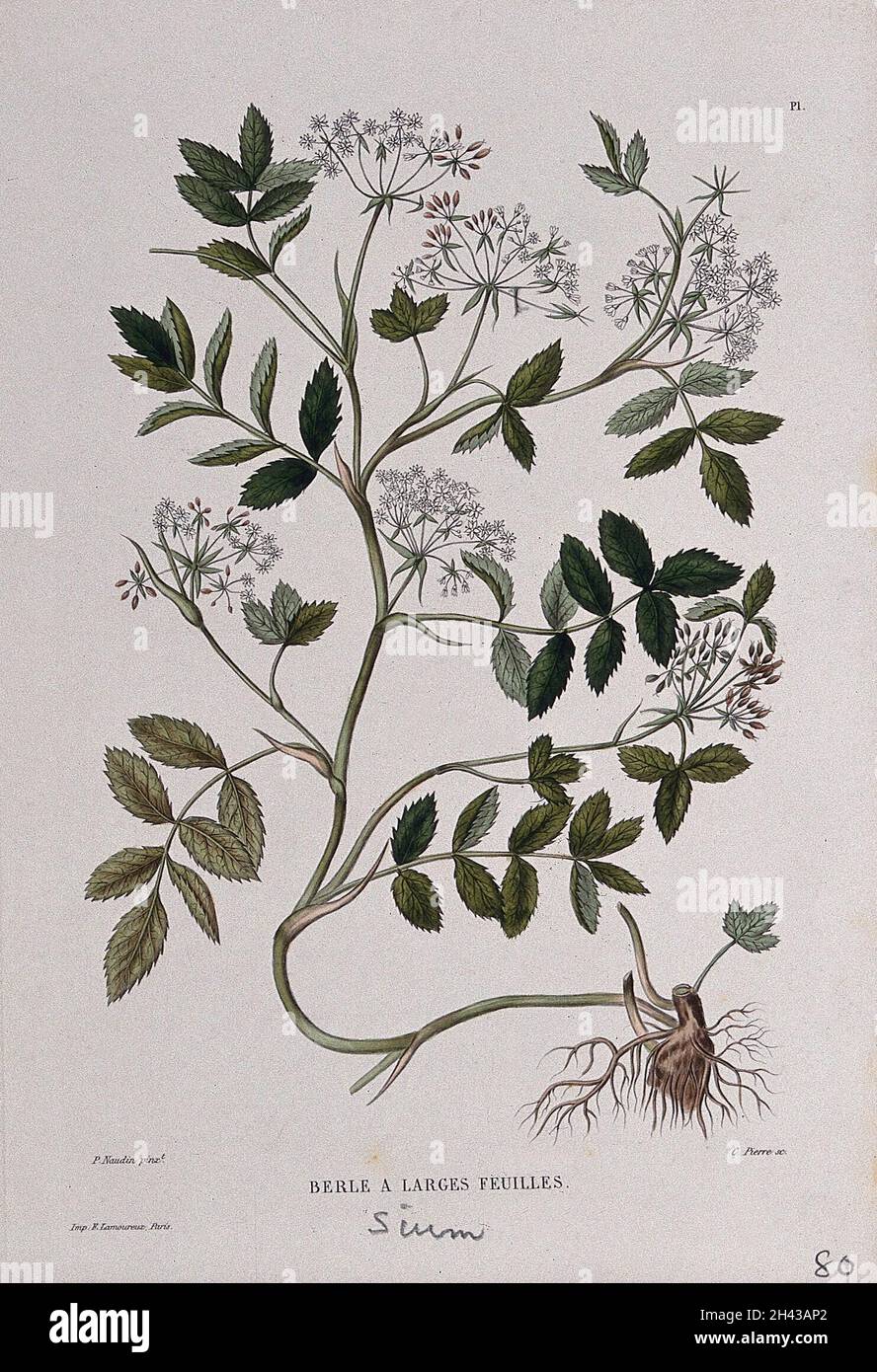 Water parsnip (Sium latifolium): entire flowering and fruiting plant. Coloured etching by C. Pierre, c. 1865, after P. Naudin. Stock Photo