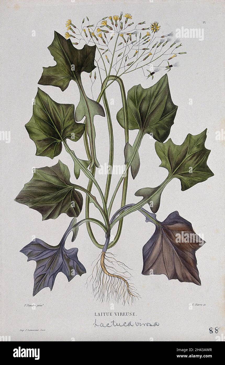 Opium lettuce (Lactuca virosa): entire flowering and fruiting plant. Coloured etching by C. Pierre, c. 1865, after P. Naudin. Stock Photo