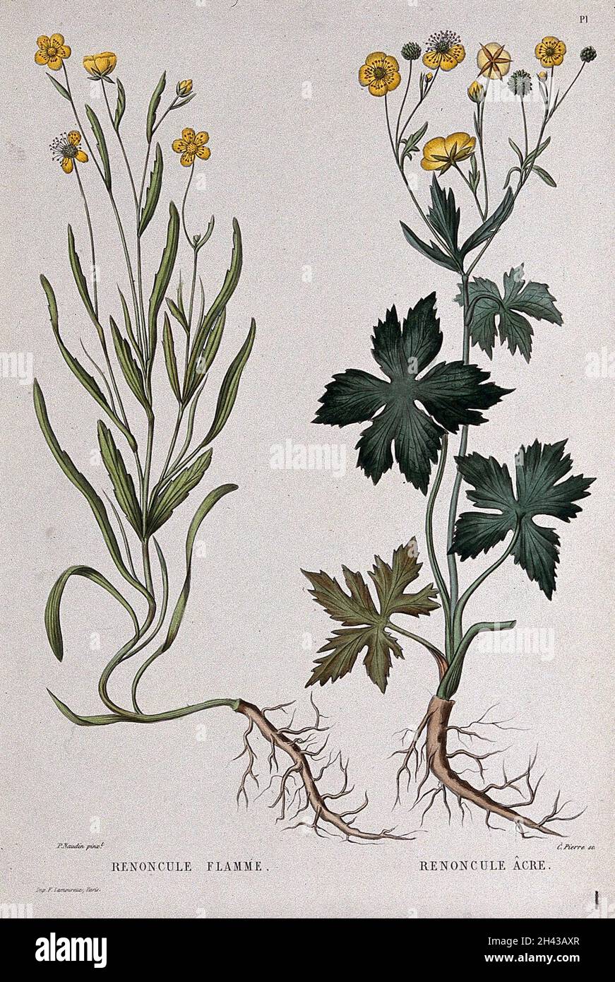 Two types of buttercup (Ranunculus species): entire flowering plants. Coloured etching by C. Pierre, c. 1865, after P. Naudin. Stock Photo