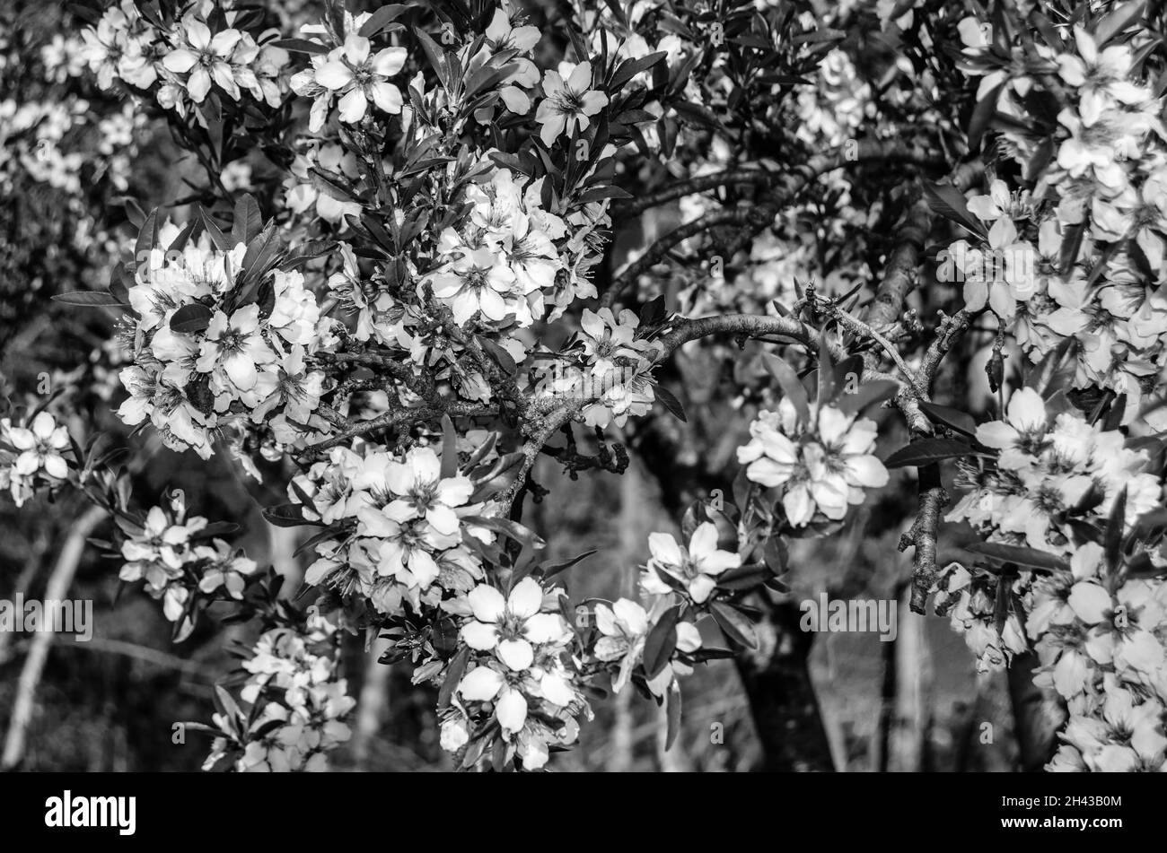 Almond tree Black and White Stock Photos & Images Alamy