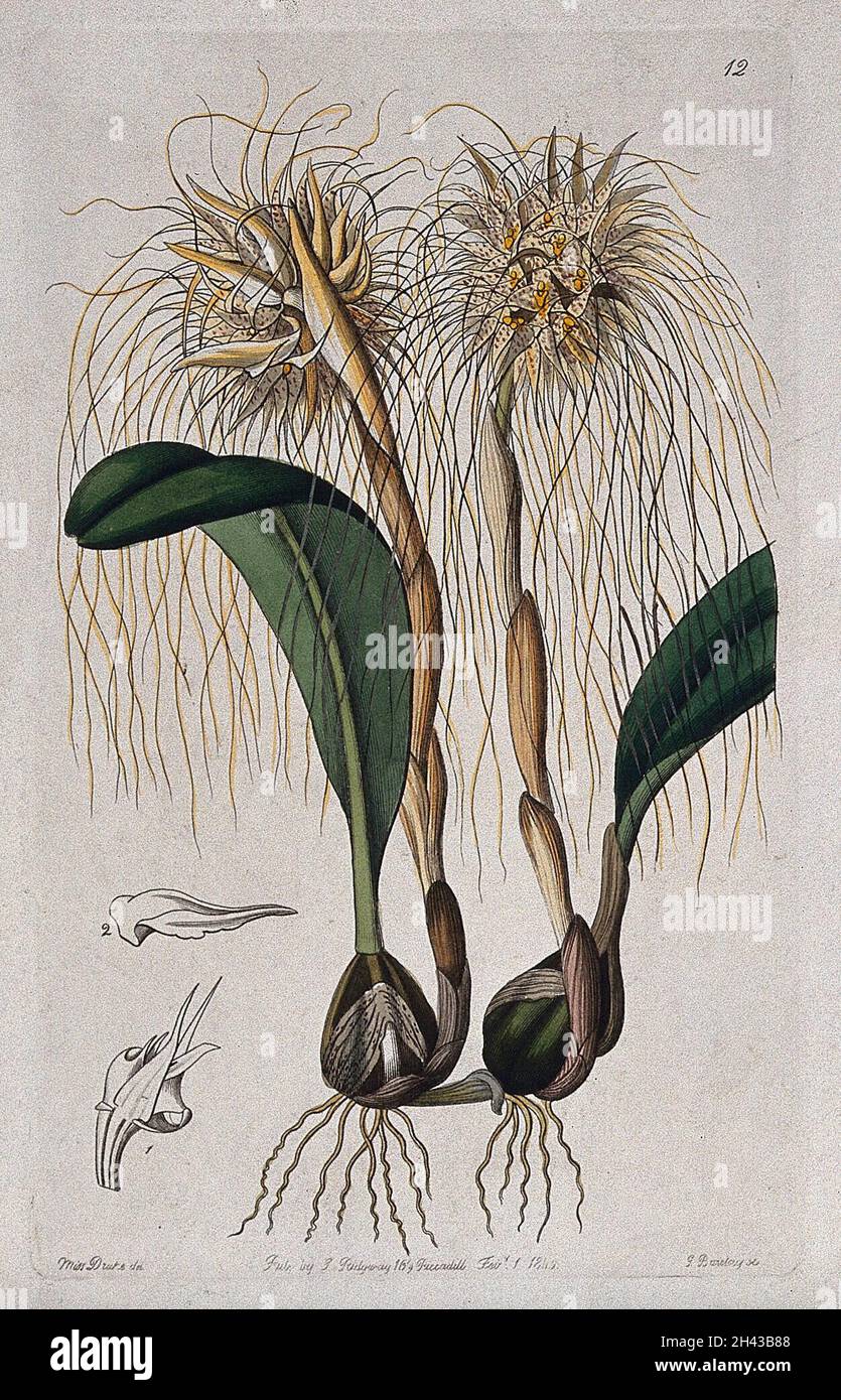 A tropical orchid (Bulbophyllum species): flowering plant and floral segments. Coloured engraving by G. Barclay, c. 1842, after S. Drake. Stock Photo