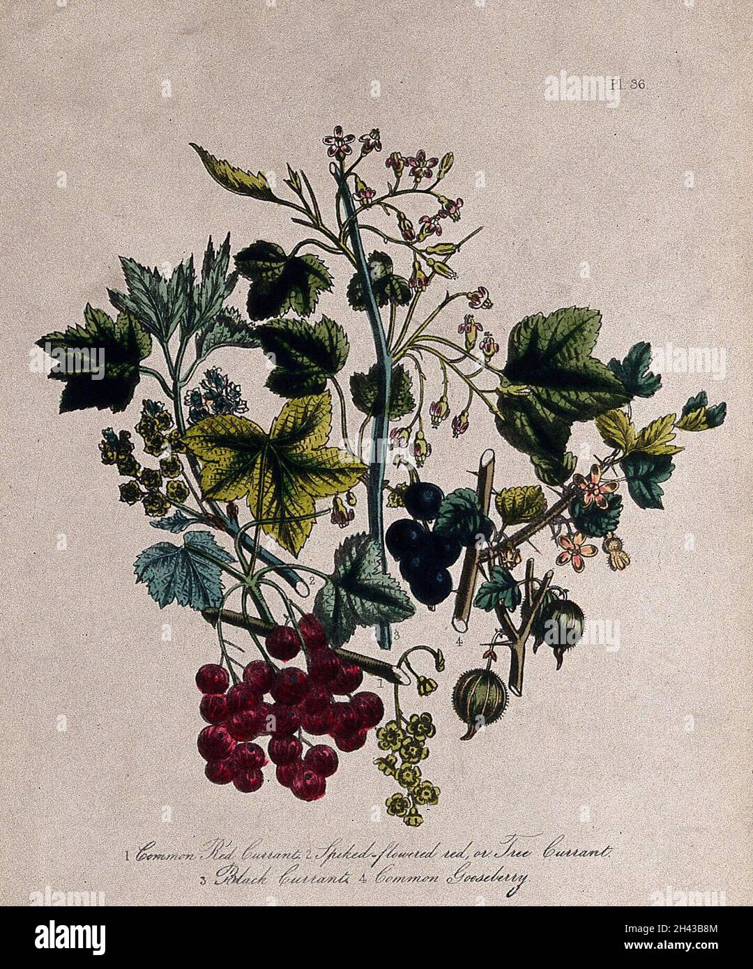 Four British wild flowers and fruit, including red currant (Ribes rubrum), black currant (Ribes nigrum) and gooseberry (Ribes uva-crispa). Coloured lithograph, c. 1856, after H. Humphreys. Stock Photo
