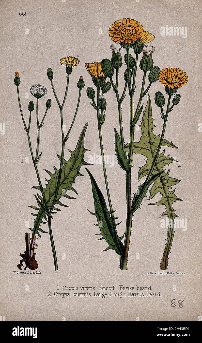 Two species of hawk's beard plant (Crepis species): flowering and fruiting stems. Coloured lithograph by W. G. Smith, c. 1863, after himself. Stock Photo