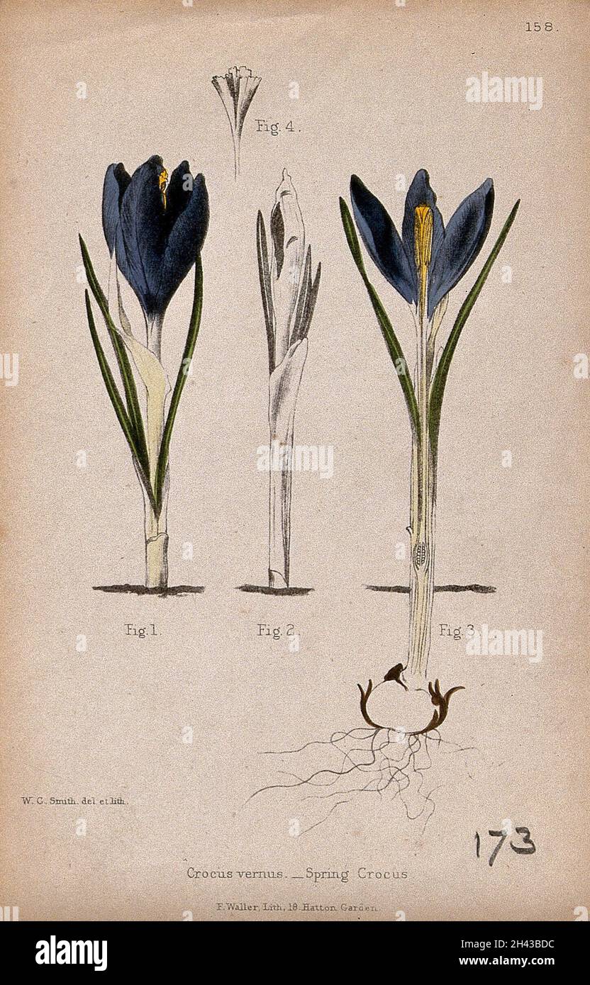 Botanical diagrams hi-res stock photography and images - Alamy
