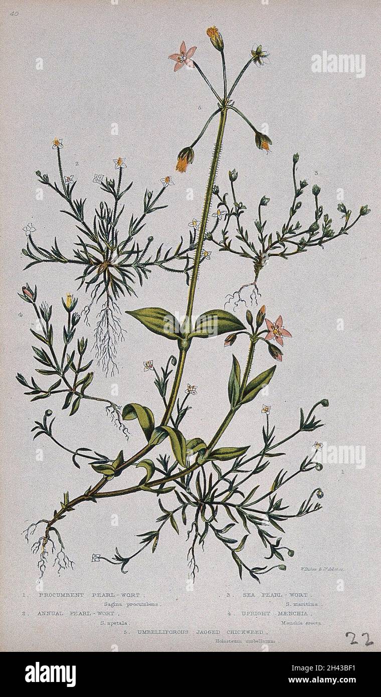 Five flowering plants, including pearlwort (Sagina procumbens) and mouse-ear (Holosteum species). Chromolithograph by W. Dickes & co., c. 1855. Stock Photo